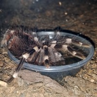 A.geniculata Drinking (Side)