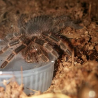 G. pulchripes sling