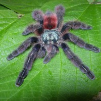 Caribena versicolor