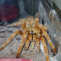 0.1.0 OBT