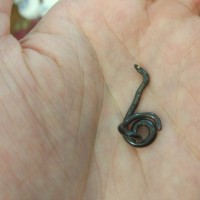 Worlds smallest snake