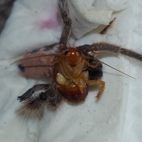 Disabled A. minatrix eating