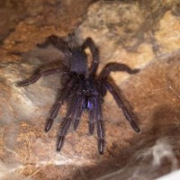 Chilobrachys sp. electric blue