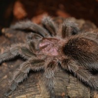 Grammostola porteri