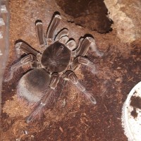 T.stirmi