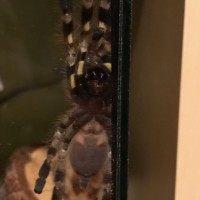 P.Regalis, Male or Female?