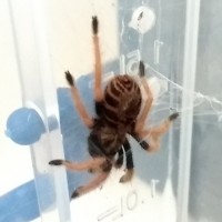 Chromatopelma cyaneopubescens