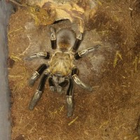 E.Murinus sighted