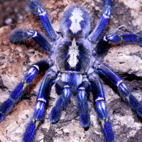 P. metallica female