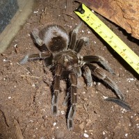 P. nigricolor (I think?)