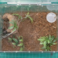 new home for C. cyaneopubescens