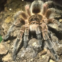 Grammostola What?