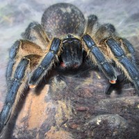 0.1 Harpactira pulchripes