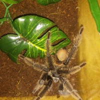 My tarantula