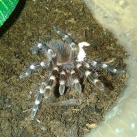 Angry A. geniculata