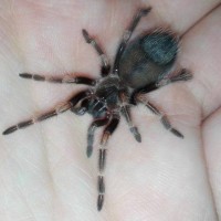 Brachypelma auratum -> juvenile