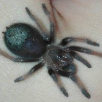 Brachypelma emilia -> juvenile