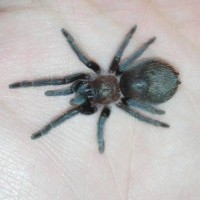 Brachypelma schroederi -> juvenile