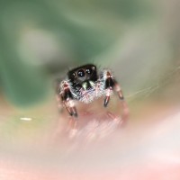 Regal Jumping Spider 'Phidippus regius'.