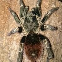 Thrixopelma sp cajamarca