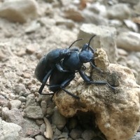 Darkling Beetles:)