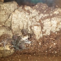 M. balfouri Communal