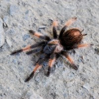 Brachypelma emilia