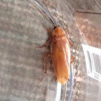 Wood Roach