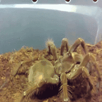 T. stirmi Feeding GIF