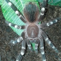 A. geniculata L7