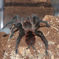 Pamphobeteus sp. "Machala"