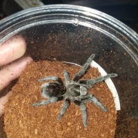 G.Pulchra