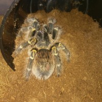 G.Pulchripes number 2