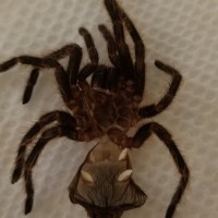 G. pulchripes #1