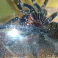 L. Parahybana sexing