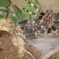 Final molt for this guy..