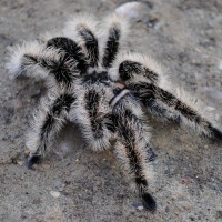 Brachypelma albopilosum "Nicaragua" Immature Male