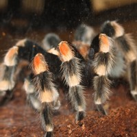 Mature B. Smithi Pictures 033