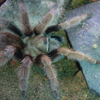 Aphonopelma eutylenum