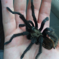 Aphonopelma eutylenum