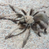 Aphonopelma iodius