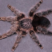 Avicularia merianae