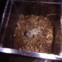 A. geniculata molted today