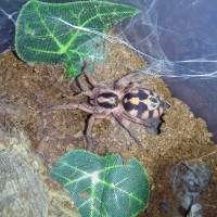 Pumpkin patch large female