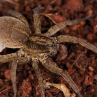 wolf spider with eggsac