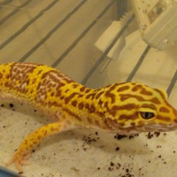 Tremper