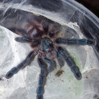 Caribena versicolor #2