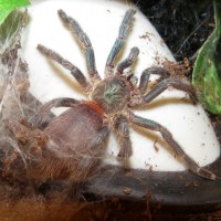 Juvenile Male Dolichothele diamantinensis