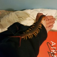 Scolopendra Dehanni handling