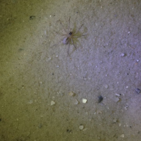 Orange beach florida sand spider
